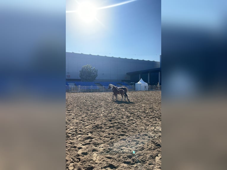 Schwarzwälder Fuchs Stute  Fuchs in Elzach