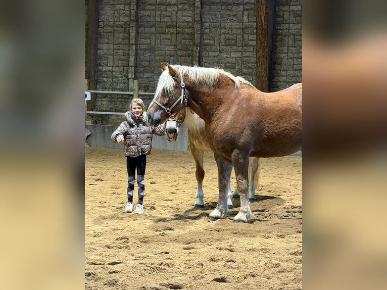Schwarzwälder Fuchs Wallach 10 Jahre 158 cm in Schkopau Korbetha