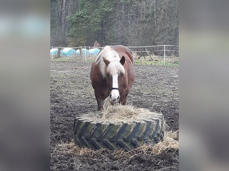 Schwarzwälder Fuchs Wallach 12 Jahre 150 cm Fuchs in Friedrichswalde