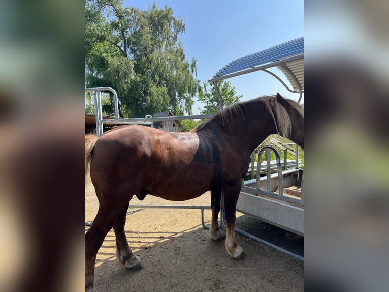 Schwarzwälder Fuchs Wallach 14 Jahre 148 cm Dunkelfuchs in Markt Rettenbach