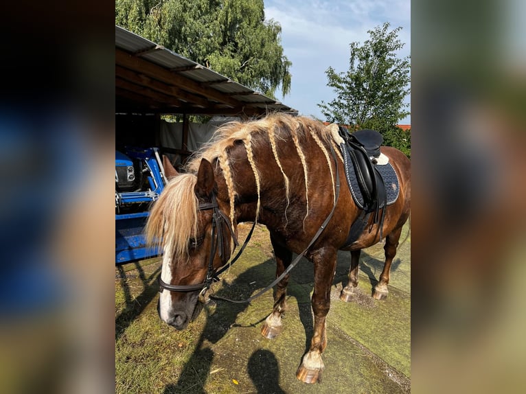 Schwarzwälder Fuchs Wallach 14 Jahre 148 cm Fuchs in Markt Rettenbach