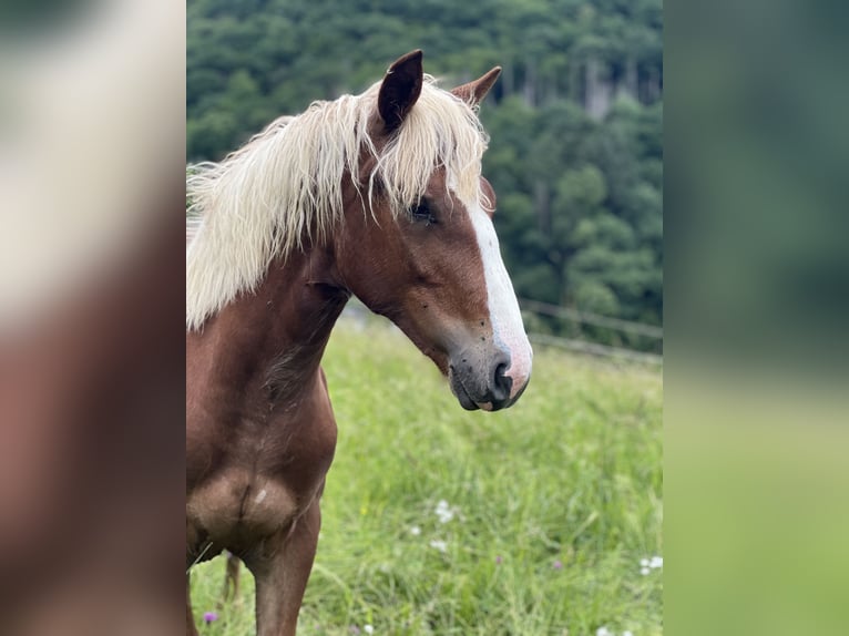 Schwarzwälder Fuchs Wallach 1 Jahr 153 cm Dunkelfuchs in Nassau