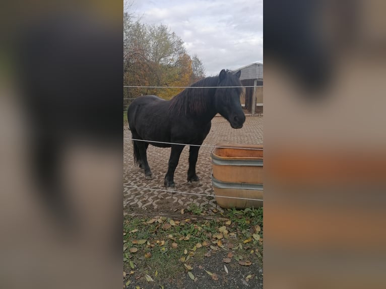 Schwarzwälder Fuchs Mix Wallach 22 Jahre 134 cm Schwarzbrauner in Kempten