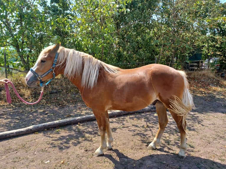 Schwarzwälder Fuchs Wallach 2 Jahre 150 cm Fuchs in Güglingen