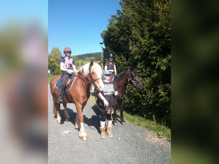 Schwarzwälder Fuchs Mix Wallach 3 Jahre 153 cm Fuchs in Brücken