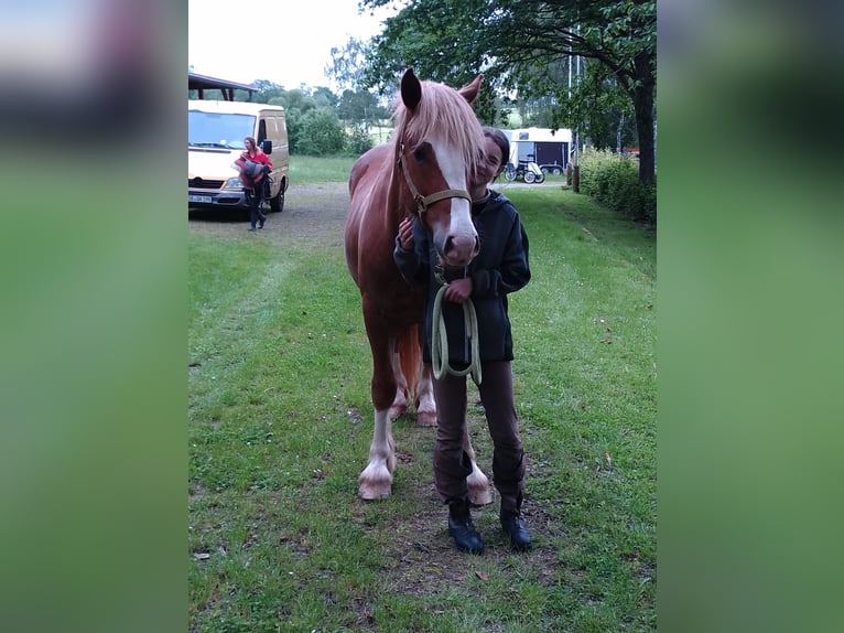Schwarzwälder Fuchs Mix Wallach 3 Jahre 153 cm Fuchs in Brücken