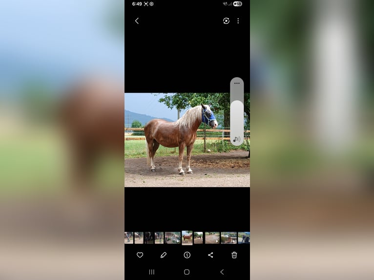 Schwarzwälder Fuchs Wallach 4 Jahre 150 cm Dunkelfuchs in Ehrenkirchen