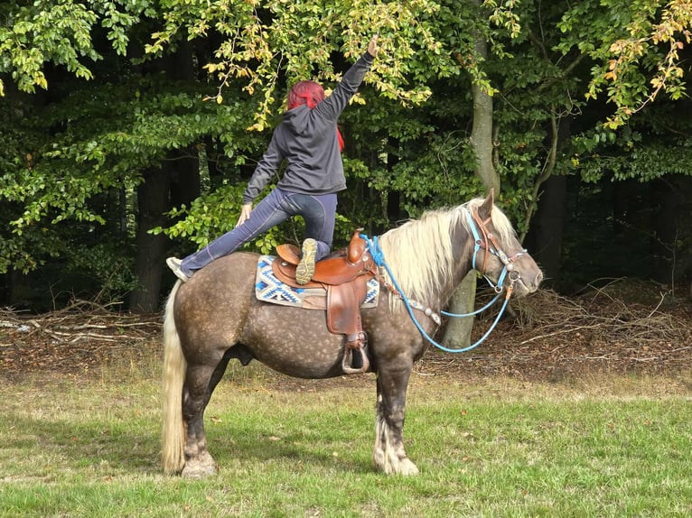 Schwarzwälder Fuchs Mix Wallach 4 Jahre 153 cm Dunkelfuchs in Linkenbach