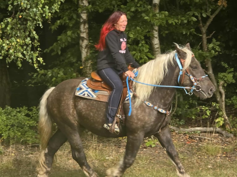 Schwarzwälder Fuchs Mix Wallach 4 Jahre 153 cm Dunkelfuchs in Linkenbach