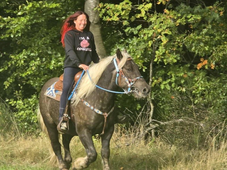 Schwarzwälder Fuchs Mix Wallach 4 Jahre 153 cm Dunkelfuchs in Linkenbach