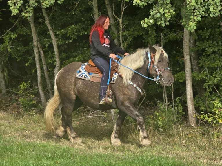 Schwarzwälder Fuchs Mix Wallach 4 Jahre 153 cm Dunkelfuchs in Linkenbach
