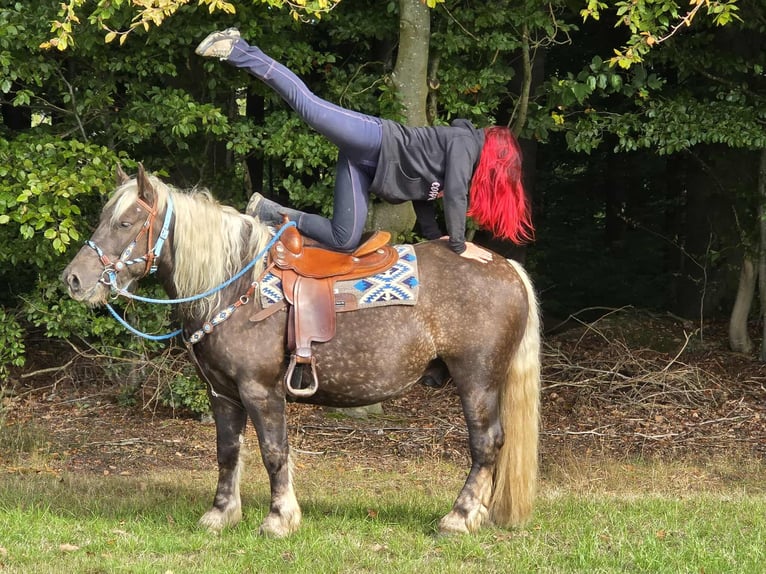 Schwarzwälder Fuchs Mix Wallach 4 Jahre 153 cm Dunkelfuchs in Linkenbach