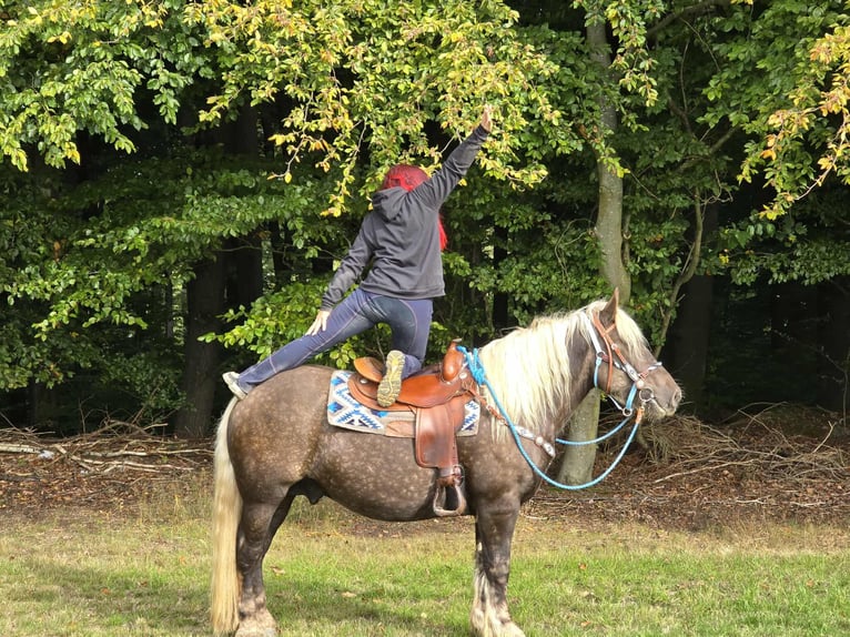 Schwarzwälder Fuchs Mix Wallach 4 Jahre 153 cm Dunkelfuchs in Linkenbach