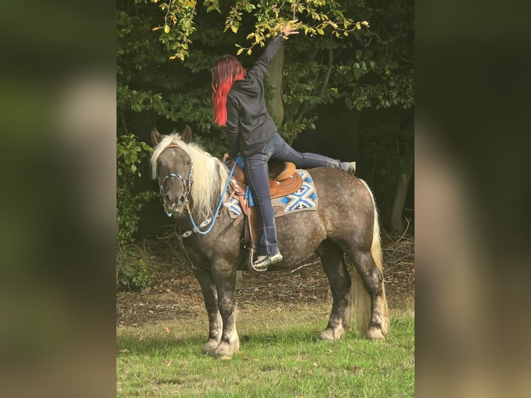 Schwarzwälder Fuchs Mix Wallach 4 Jahre 153 cm Dunkelfuchs in Linkenbach