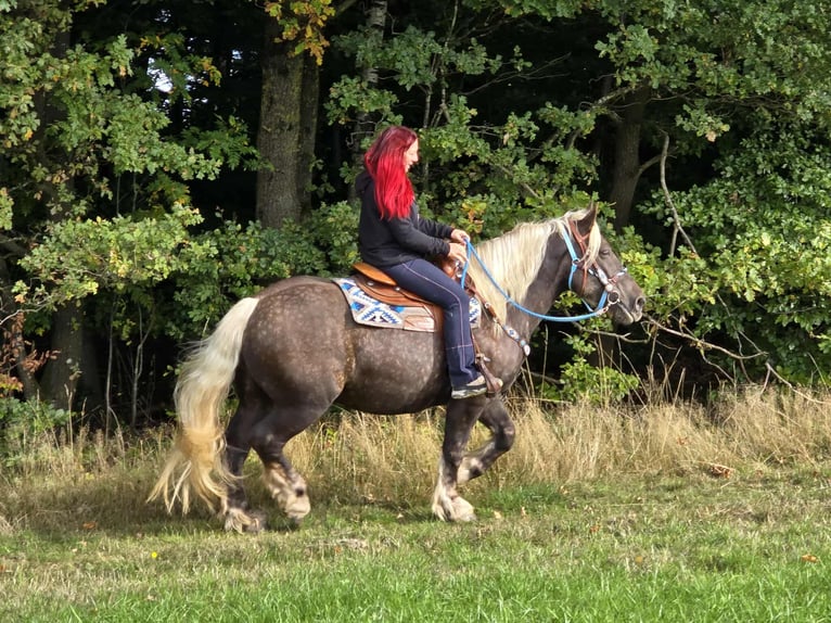 Schwarzwälder Fuchs Mix Wallach 4 Jahre 153 cm Dunkelfuchs in Linkenbach