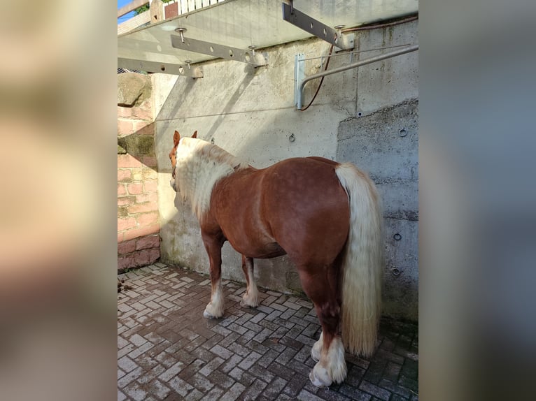 Schwarzwälder Fuchs Wallach 6 Jahre 150 cm in Steinach
