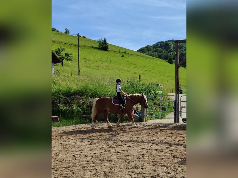 Schwarzwälder Fuchs Wallach 6 Jahre 150 cm in Steinach