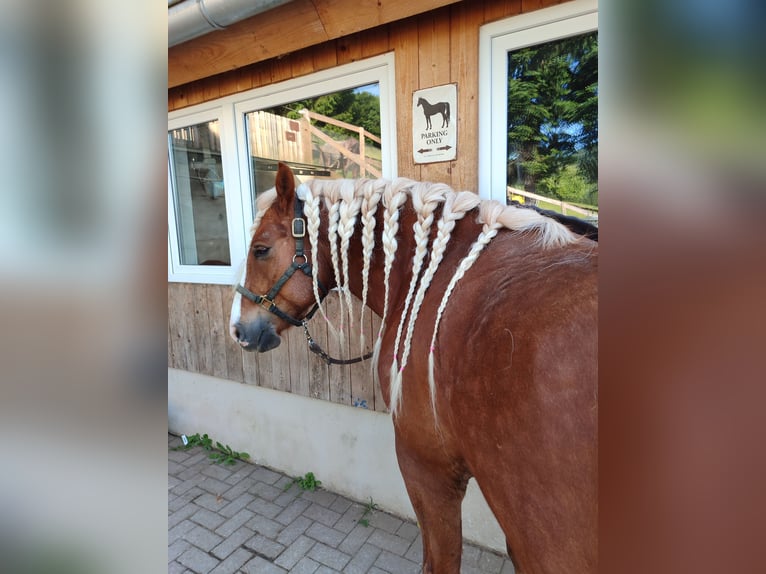 Schwarzwälder Fuchs Wallach 6 Jahre 150 cm in Steinach