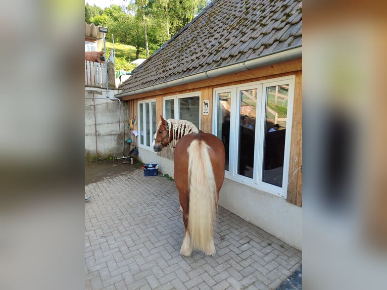 Schwarzwälder Fuchs Wallach 6 Jahre 150 cm in Steinach