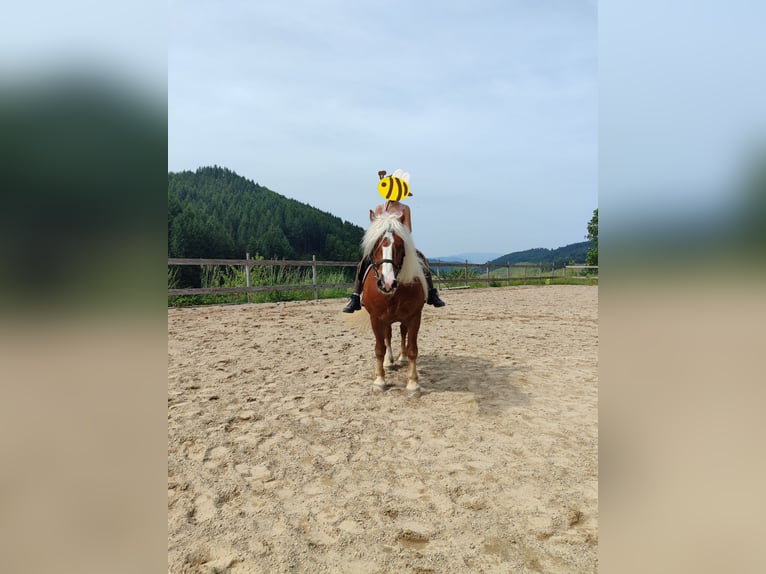 Schwarzwälder Fuchs Wallach 6 Jahre 150 cm in Steinach