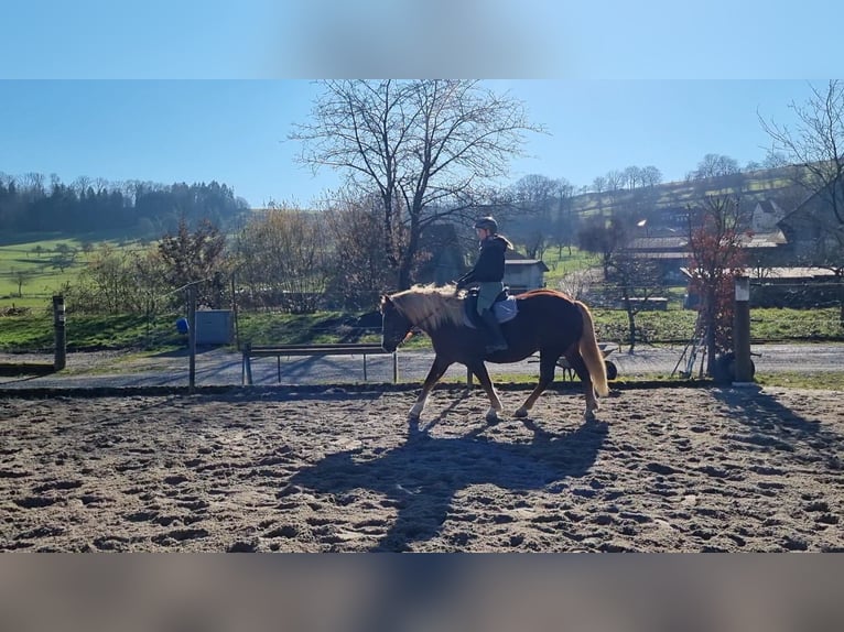 Schwarzwälder Fuchs Wallach 6 Jahre 158 cm Dunkelfuchs in Neunkirchen