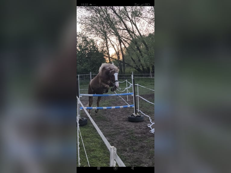 Schwarzwälder Fuchs Mix Wallach 6 Jahre 160 cm Fuchs in Frankfurt (Oder)