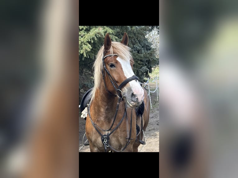 Schwarzwälder Fuchs Mix Wallach 6 Jahre 160 cm Fuchs in Frankfurt (Oder)