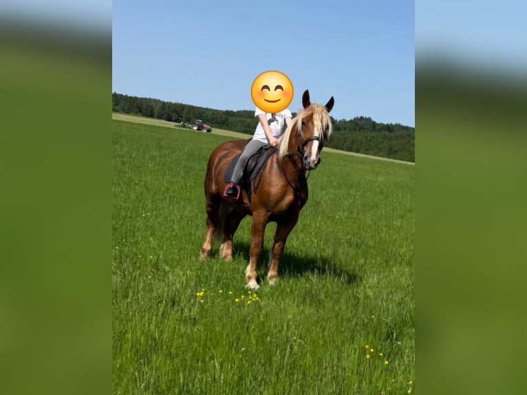 Schwarzwälder Fuchs Wallach 6 Jahre 160 cm Fuchs in Blankenheim