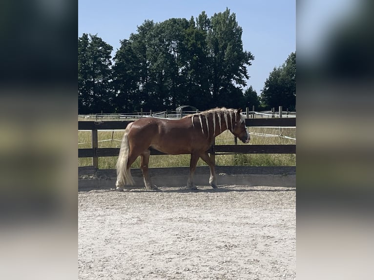 Schwarzwälder Fuchs Wallach 6 Jahre 160 cm Fuchs in Weinheim