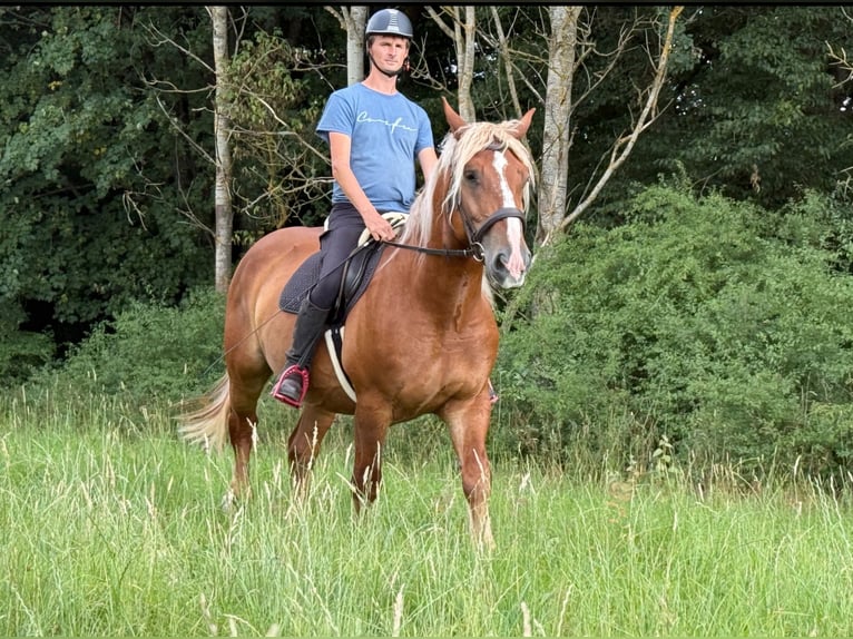 Schwarzwälder Fuchs Mix Wallach 6 Jahre 160 cm Fuchs in Nürburg