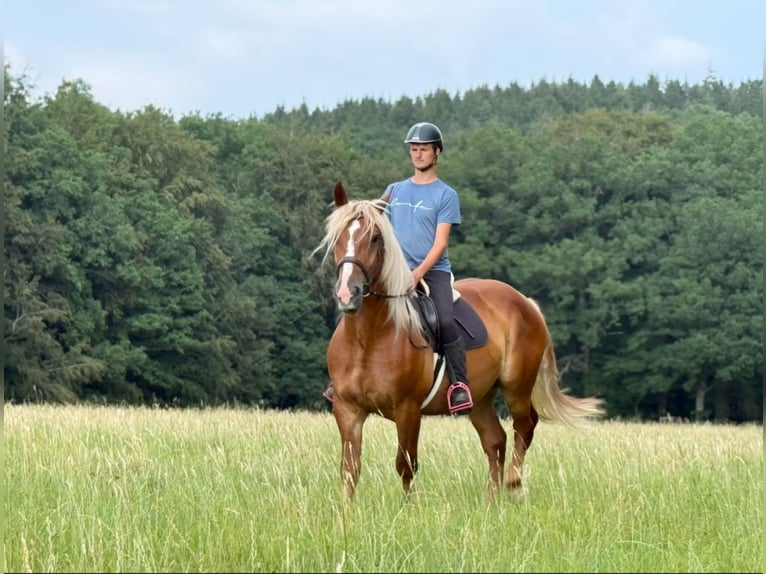 Schwarzwälder Fuchs Mix Wallach 6 Jahre 160 cm Fuchs in Nürburg