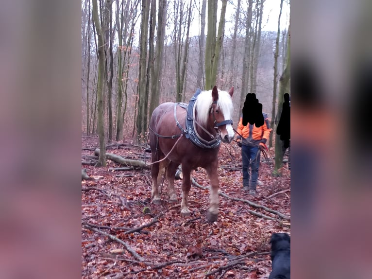 Schwarzwälder Fuchs Wallach 7 Jahre 165 cm Fuchs in G&#xFC;glingen