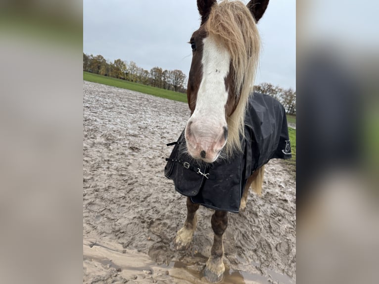 Schwarzwälder Fuchs Wallach 8 Jahre 160 cm Fuchs in Steimbke Steimbke