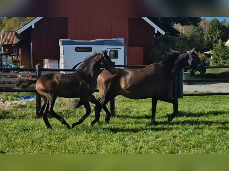 Schwedisches Warmblut Hengst 1 Jahr 168 cm Brauner in Istorp