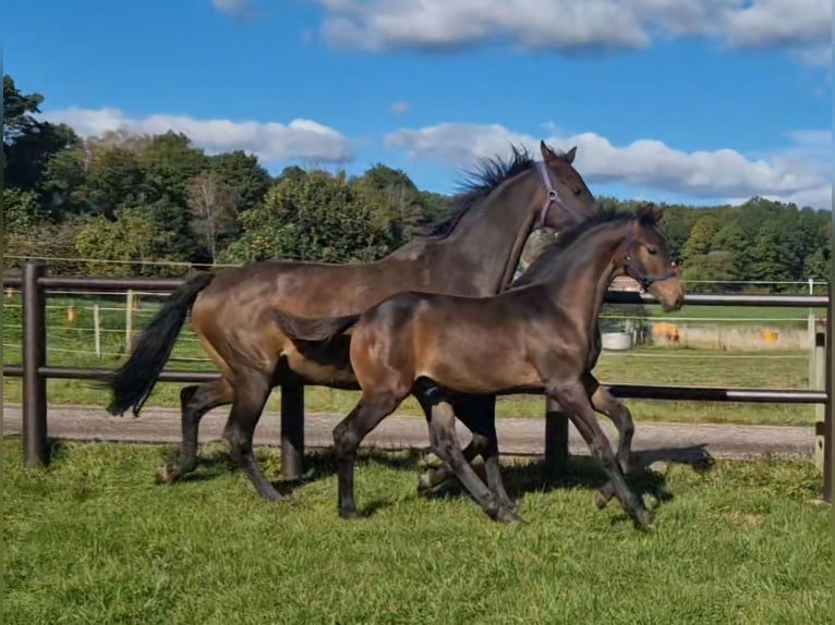 Schwedisches Warmblut Hengst 1 Jahr 168 cm Brauner in Istorp