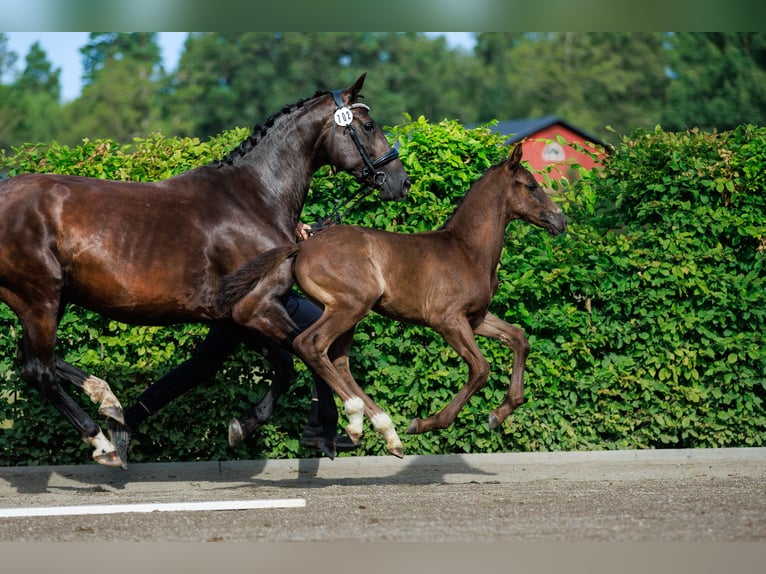 Schwedisches Warmblut Hengst 1 Jahr 168 cm Dunkelbrauner in Strängnäs