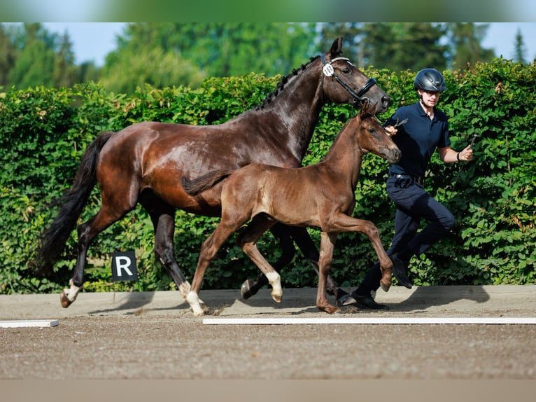 Schwedisches Warmblut Hengst 1 Jahr 168 cm Dunkelbrauner in Strängnäs