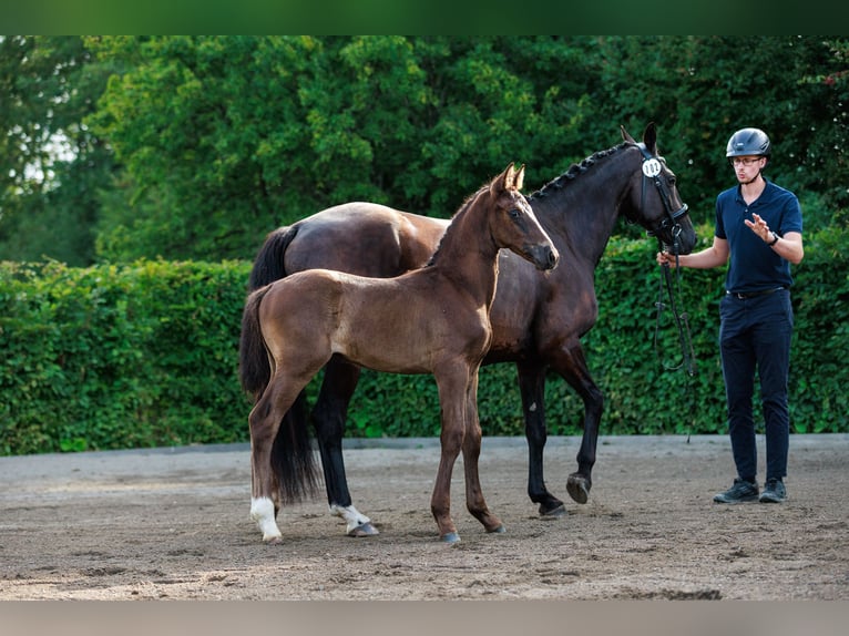 Schwedisches Warmblut Hengst 1 Jahr 168 cm Dunkelbrauner in Strängnäs