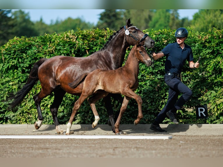 Schwedisches Warmblut Hengst 1 Jahr 168 cm Dunkelbrauner in Strängnäs