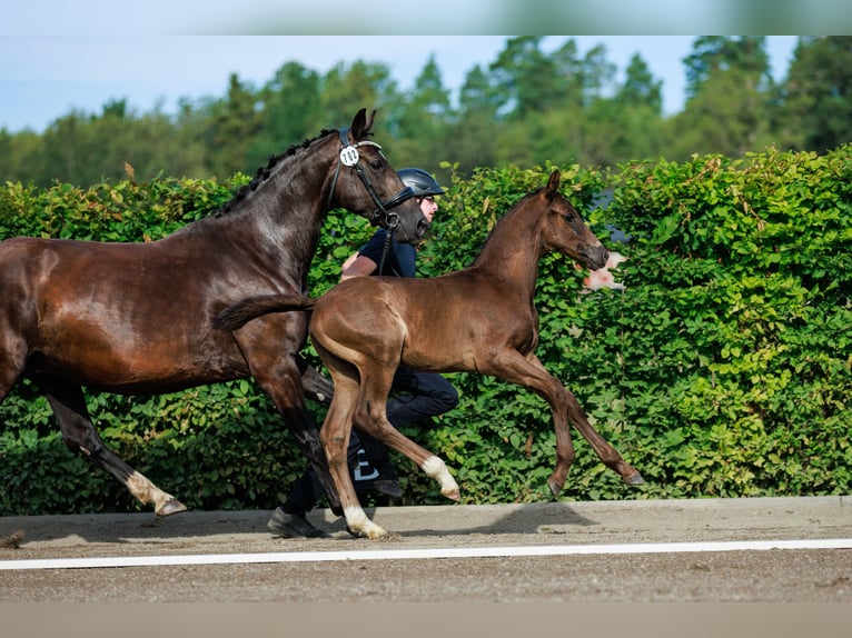 Schwedisches Warmblut Hengst 1 Jahr 168 cm Dunkelbrauner in Strängnäs