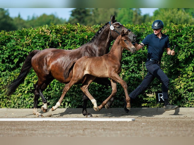 Schwedisches Warmblut Hengst 1 Jahr 168 cm Dunkelbrauner in Strängnäs