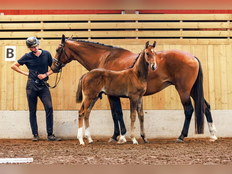 Schwedisches Warmblut Hengst 1 Jahr 170 cm Dunkelbrauner in Köpingsvik