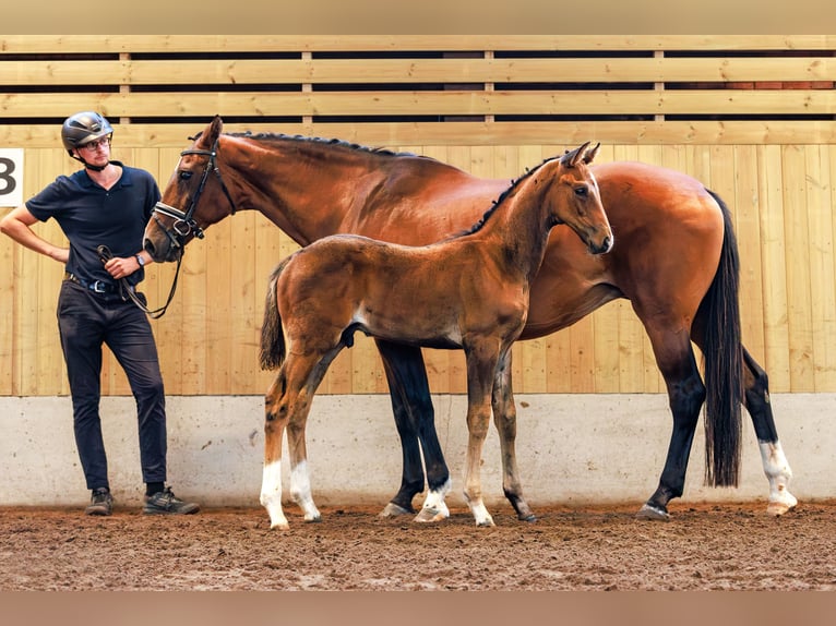 Schwedisches Warmblut Hengst 1 Jahr 170 cm Dunkelbrauner in Köpingsvik