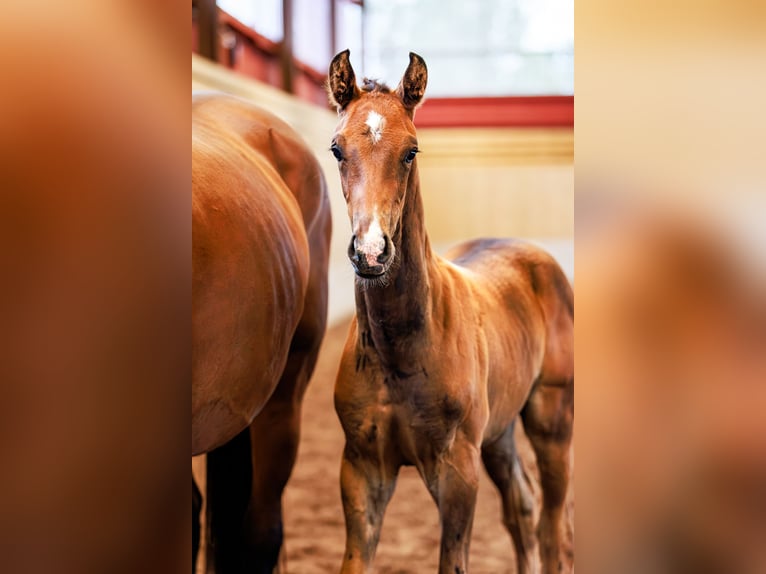 Schwedisches Warmblut Hengst 1 Jahr 170 cm Dunkelbrauner in Köpingsvik