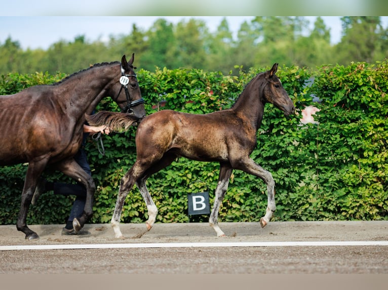 Schwedisches Warmblut Hengst 1 Jahr 170 cm Dunkelbrauner in Strängnäs