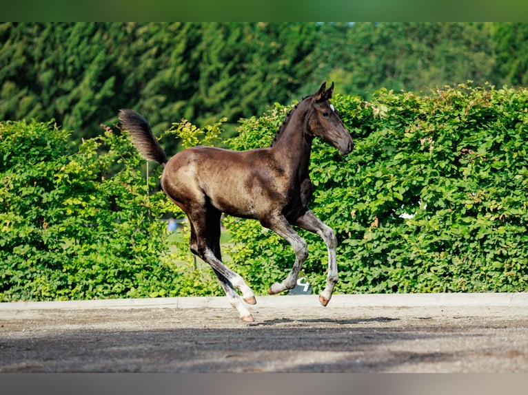 Schwedisches Warmblut Hengst 1 Jahr 170 cm Dunkelbrauner in Strängnäs