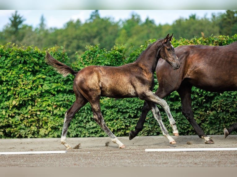 Schwedisches Warmblut Hengst 1 Jahr 170 cm Dunkelbrauner in Strängnäs