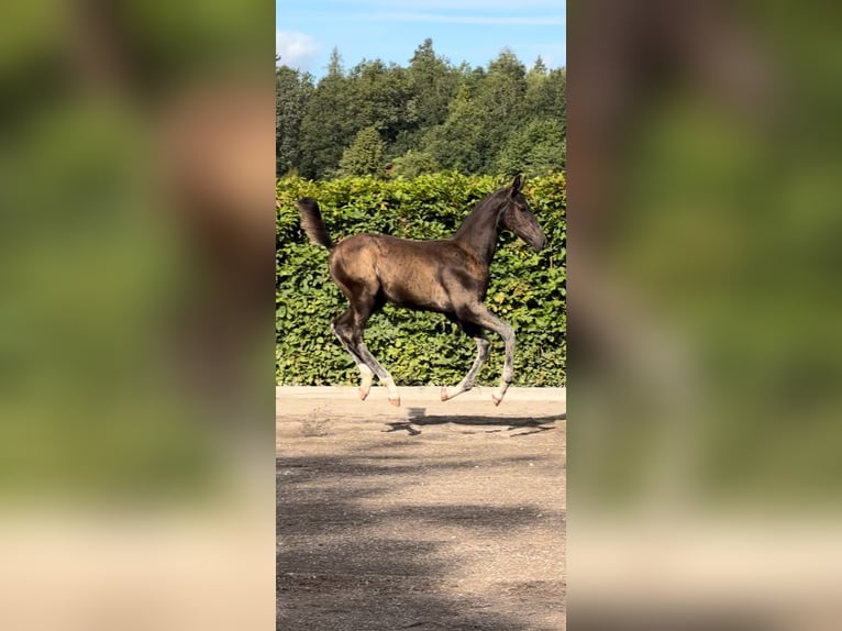 Schwedisches Warmblut Hengst 1 Jahr 170 cm Dunkelbrauner in Strängnäs