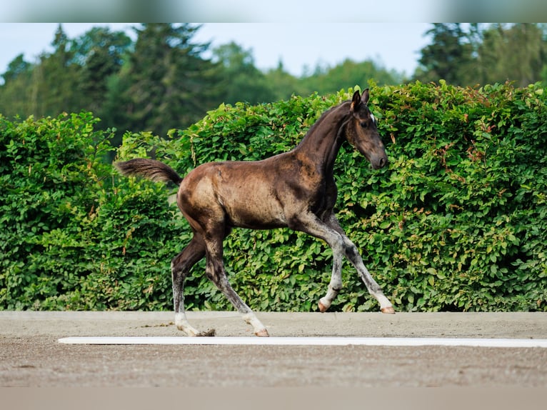 Schwedisches Warmblut Hengst 1 Jahr 170 cm Dunkelbrauner in Strängnäs