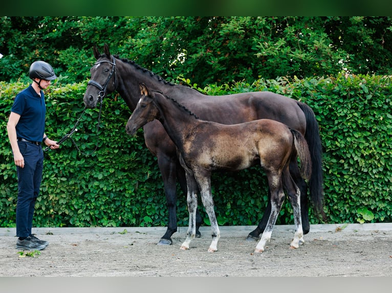 Schwedisches Warmblut Hengst 1 Jahr 170 cm Dunkelbrauner in Strängnäs